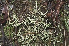 Cladonia corniculata