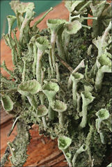 Cladonia humilis