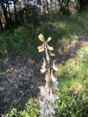 Delphinium carolinianum virescens