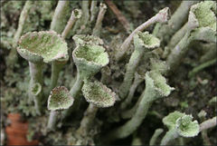 Cladonia humilis