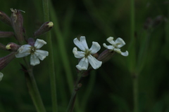 Silene repens