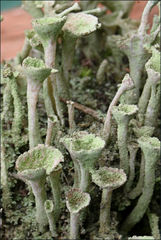 Cladonia humilis