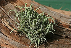Cladonia humilis