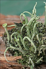 Cladonia humilis