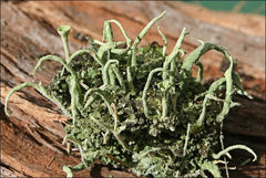 Cladonia humilis