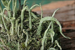 Cladonia humilis