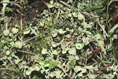 Cladonia humilis