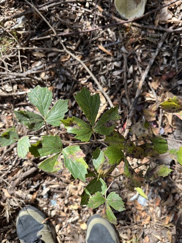 Rhoicissus tridentata (L.f.) Wild & R.B.Drumm. 2