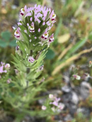 Castilleja brevistyla