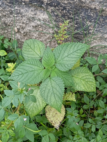 West Indian woodnettle