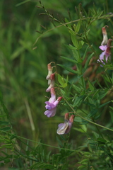 Vicia popovii
