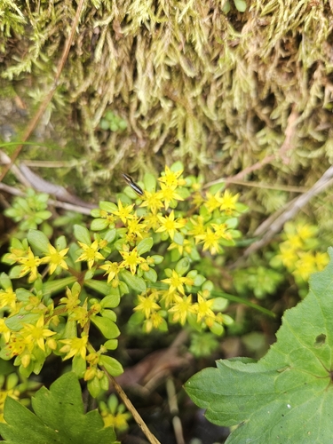 Sedum actinocarpum, photograph 3