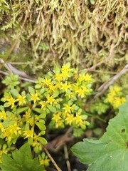 (c) Yu-Chang Chen, some rights reserved (CC BY) Sedum actinocarpum, photograph (c) Yu-Chang Chen, some rights reserved (CC BY)