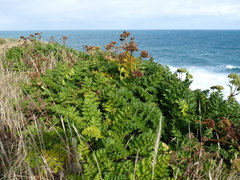 Anisotome lyallii