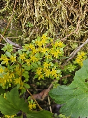 (c) Yu-Chang Chen, some rights reserved (CC BY) Sedum actinocarpum, photograph (c) Yu-Chang Chen, some rights reserved (CC BY)