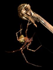 Theridion zantholabio