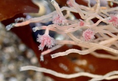 Ectopleura crocea
