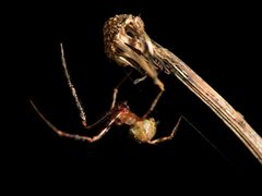 Theridion zantholabio