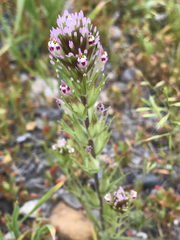 Castilleja brevistyla