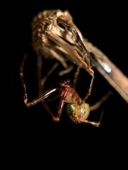Theridion zantholabio