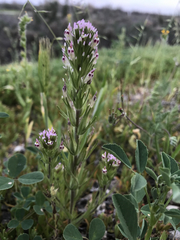 Castilleja brevistyla