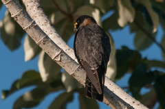 Falco deiroleucus