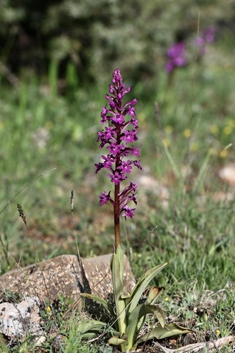 Orchis quadripunctata, photograph 5