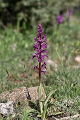 Orchis quadripunctata, photograph (c) Stephanie Tran, some rights reserved (CC BY)