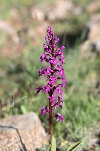 Orchis quadripunctata, photograph 4
