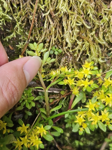 Sedum actinocarpum, photograph 5
