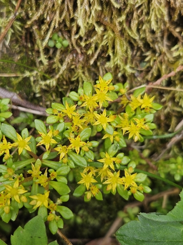 Sedum actinocarpum, photograph 6
