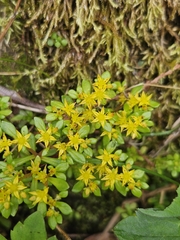 Sedum actinocarpum, photograph (c) Yu-Chang Chen, some rights reserved (CC BY)