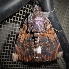 Catephia linteola