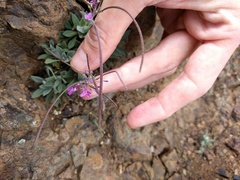 Boechera breweri breweri