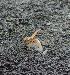 Pachodynerus nasidens