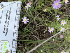 Chaetopappa asteroides