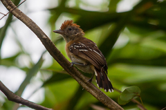 Thamnophilus sticturus