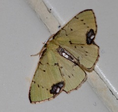 Spaniocentra kuniyukii