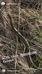 Thamnophis butleri