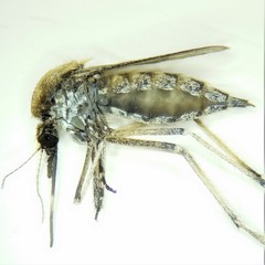 Aedes sollicitans
