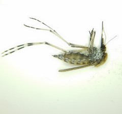 Aedes sollicitans