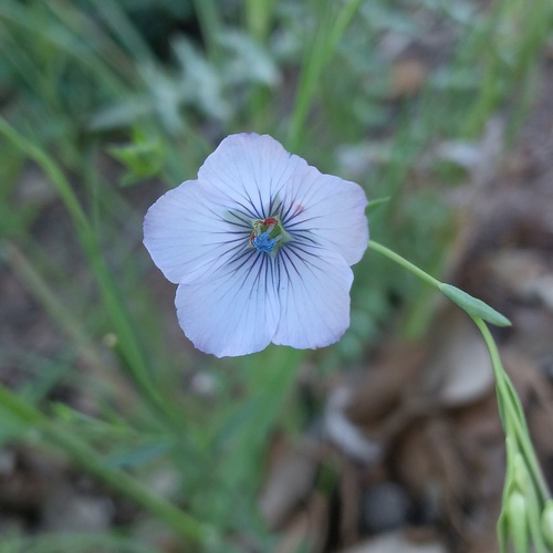 Pale flax