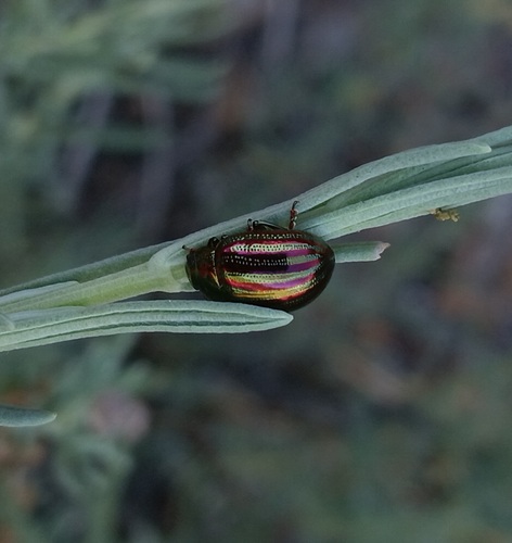 Rosemary Beetle
