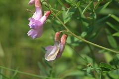 Vicia popovii