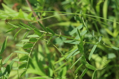Vicia popovii