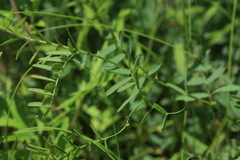 Vicia popovii
