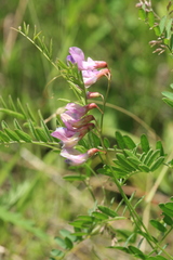 Vicia popovii