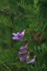 Vicia popovii