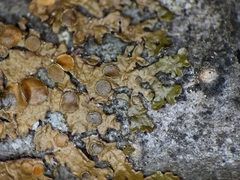 Melanohalea septentrionalis