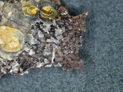 Melanohalea septentrionalis